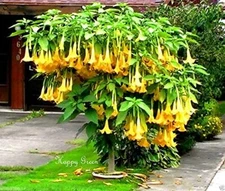 20 Yellow Trumpetbush Seeds to Grow Rare and Exotic Yellow Trumpet Bush
