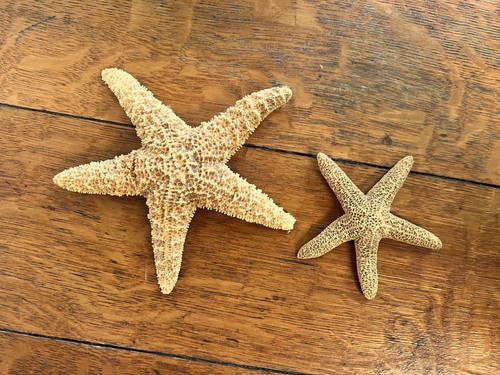2 Natural Dried Starfish Specimens Beach Coastal Nautical Decor 6" and 4"