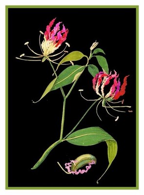 Flame Lily Flower inspired Mary Delany Counted Cross Stitch Pattern