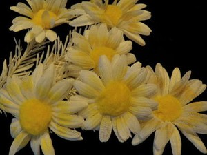 Vintage-Millinery-Flower-KS7-Playful-6pLot-Daisy-Yellow