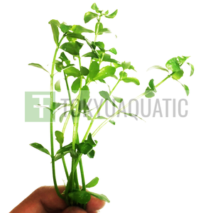 Bacopa-Monnieri-Moneywort-Brahmi-Stem-Bundle-Freshwater-Live-Aquarium-Plants-Ada