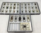 Real Life Bugs and Insects x36 Preserved in Resin With Plastic Display Cases