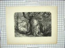 Original Old Antique Print View Burnham Beeches Trees Forest