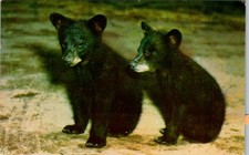 Postal de Banff Bear Cubs 1962 con mensaje de tormenta de granizo y máquina de cancelación