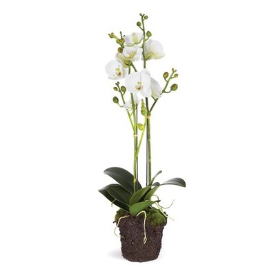 Phalaenopsis X 2 Drop-In 23''