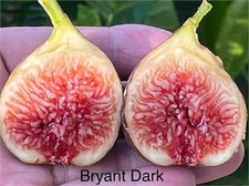10 Different Fig Varieties, FREE Shipping, Bundle Package #2