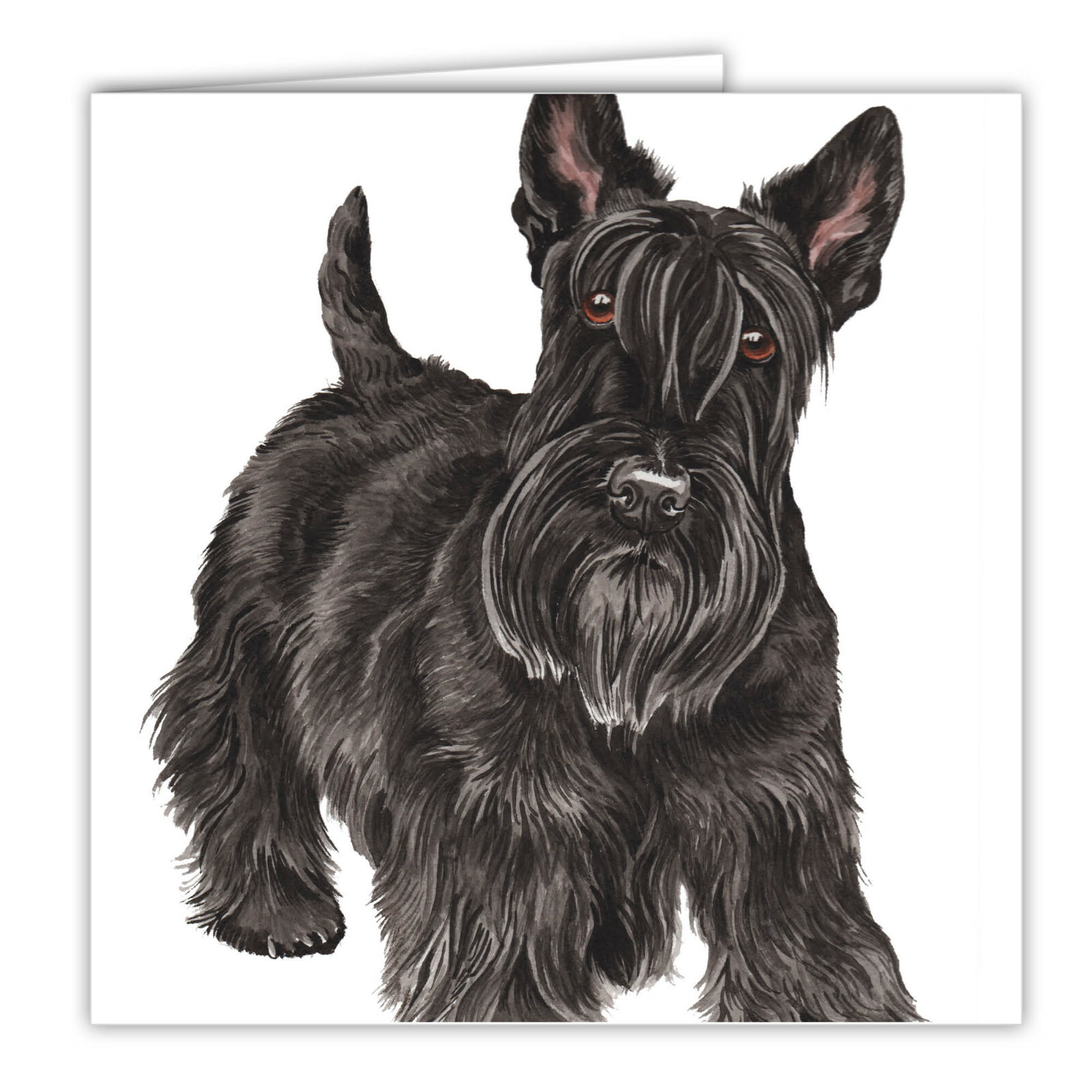 Scottish Terrier greetings card dog blank card dogs Scottie Terriers Scotties