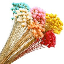 300 Stems Dried Flowers Brazilian Small Star Daisy Decorative Flowers Colorful
