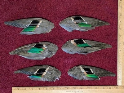 6 Duck Wings Green-Winged Teal, 3 Left Hand and 3 Right Hand, Fly-Tying Feathers