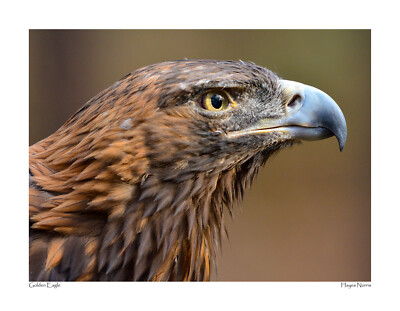 Golden Eagle Predator Bird Prey Hawk Photograph Print Poster Wall Art 8 ...