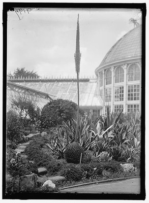 Photo:Botanical Gardens 1917 1918 Glasshouse Conservatory Garden View