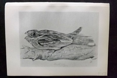 Jemima Blackburn 1895 Antique Bird Print. Nightjar
