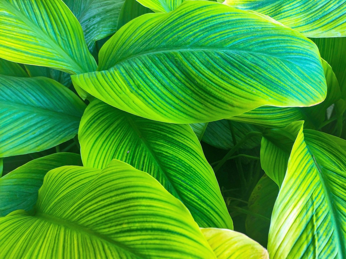 5 RED CANNA LILY Indian Shot Canna Indica Flower Seeds *Flat S/H