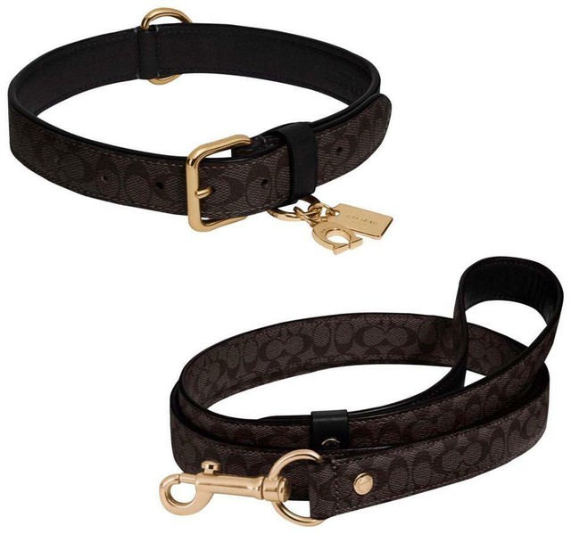 coach dog collar