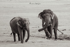Digital Photo of Tusker Elephant, Wildlife Photography, Print Quality, Wallpaper