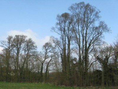 Foto 6x4 Heckenbäume bei Äbten Ripton c2017