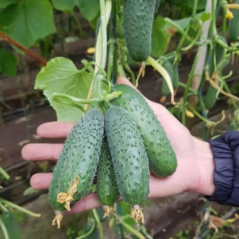 Madrilene F1 Cucumber Seeds Professional Early Parthenocarpic Hybrid Worldwide
