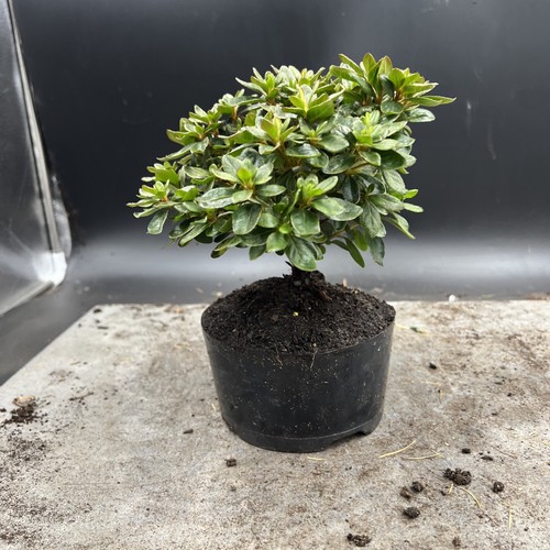 Shohin   Japanese Azalea Bonsai Tree - Picture 5 of 12