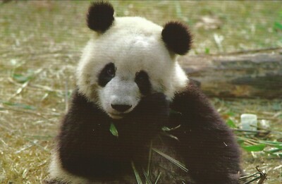 Giant Pandas-Mascot of 2008 Olympics Postcard, Chengdu Panda Research Base China