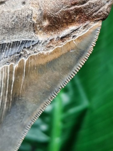 Dente sfaccettato e affilato del megalodonte grande 12,2 cm - squalo dente di squalo fossile - Foto 4 di 9