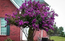 Catawba Purple Crape Myrtle Tree - Live Plant - (