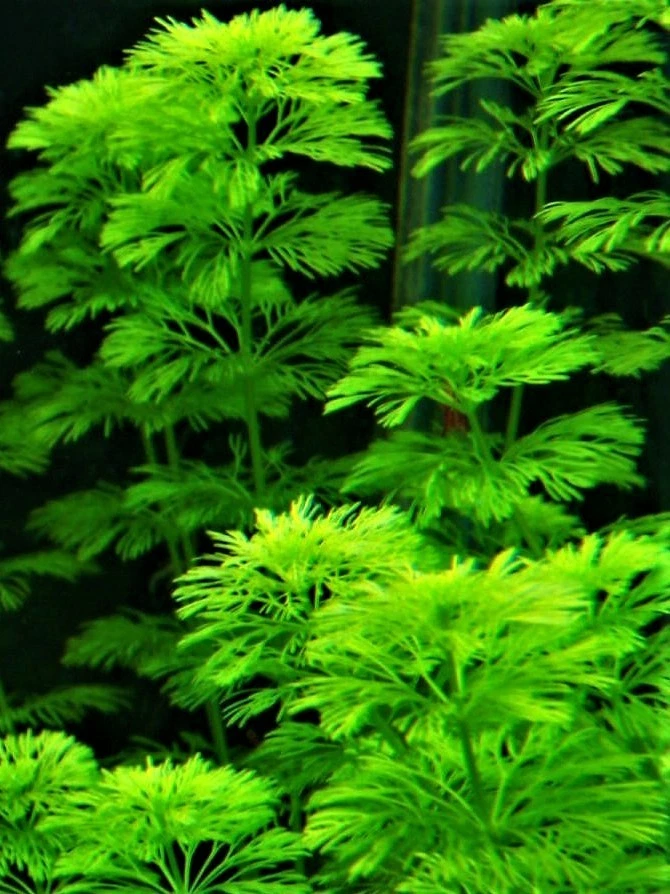 LIMNOPHILA SESSIFLORA / HETEROPHILA - PLANTE AQUATIQUE - PLANTE AQUARIUM - Photo 1/1