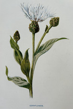 Antique Print Cornflower c1900 Botanical Garden Flowers F.E. Hulme Wildflowers