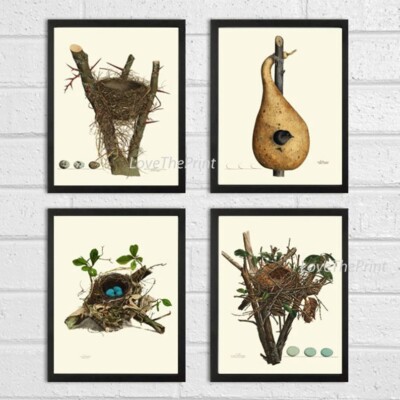 Vintage Bird Nest Egg Print Wall Art Set of 4 Beautiful Antique Blue Unframed