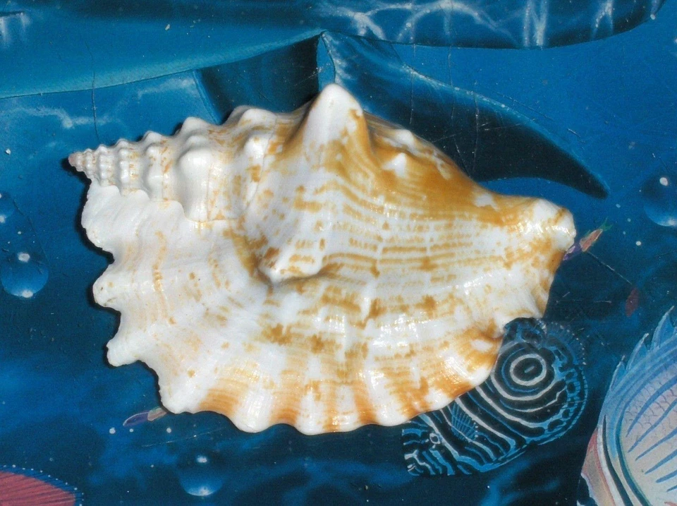 3-1/2 to 5" STROMBUS SINUATUS SEA SHELL BEACH DECOR AQUARIUM TROPICAL A4 - Image 4 of 4