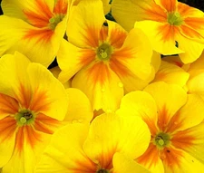 PRIMROSE ENGLISH ACCORD YELLOW PERENNIAL Primula Vulgaris - 50 Bulk Seeds