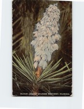 Postcard Bloom of the Spanish Bayonet Florida USA North America