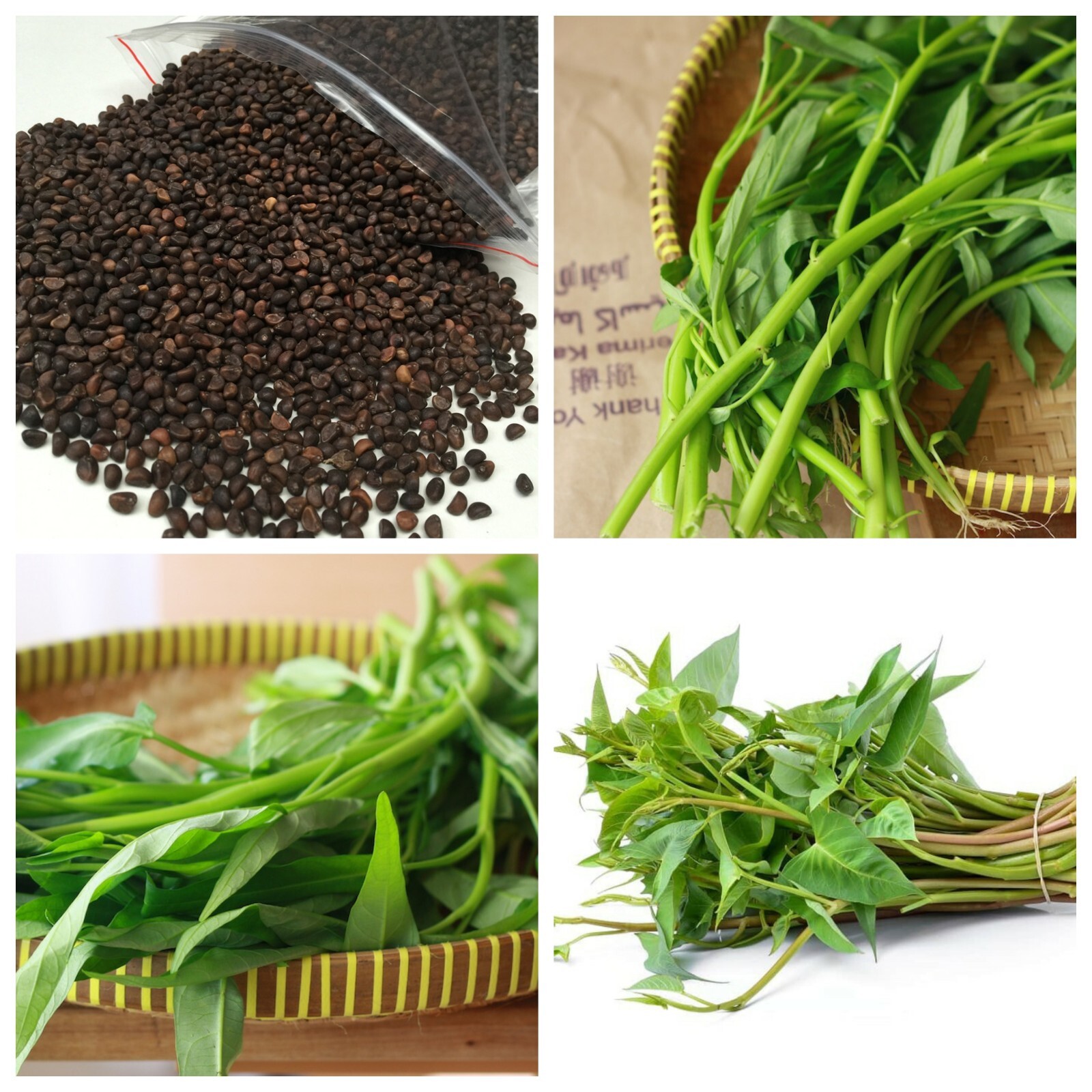 100+ Water Spinach Seeds Ong Choy Rau Muong Kangkong Water Morning