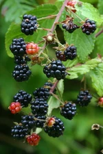 Purple-Flowering Raspberry, Rubus odoratus, Shrub Seeds