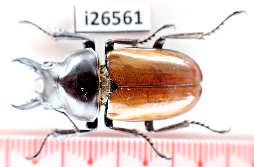 i26561. Insects, Beetles, Lucanidae: Neolucanus sp. Vietnam, Lai Chau ...