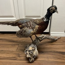 Pheasant Ring Neck Taxidermy Table / Shelf Display Mount on Wood