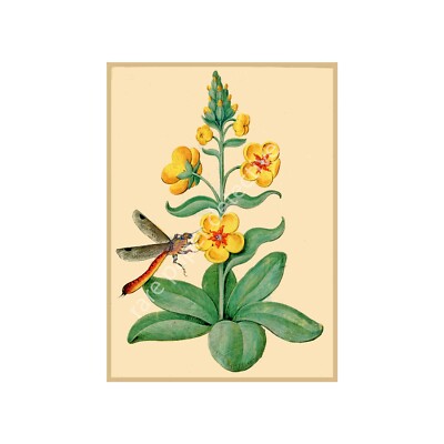 Botanical Print, Antique Flower Art with Dragonfly, Reproduction Art, 5'' x 7''
