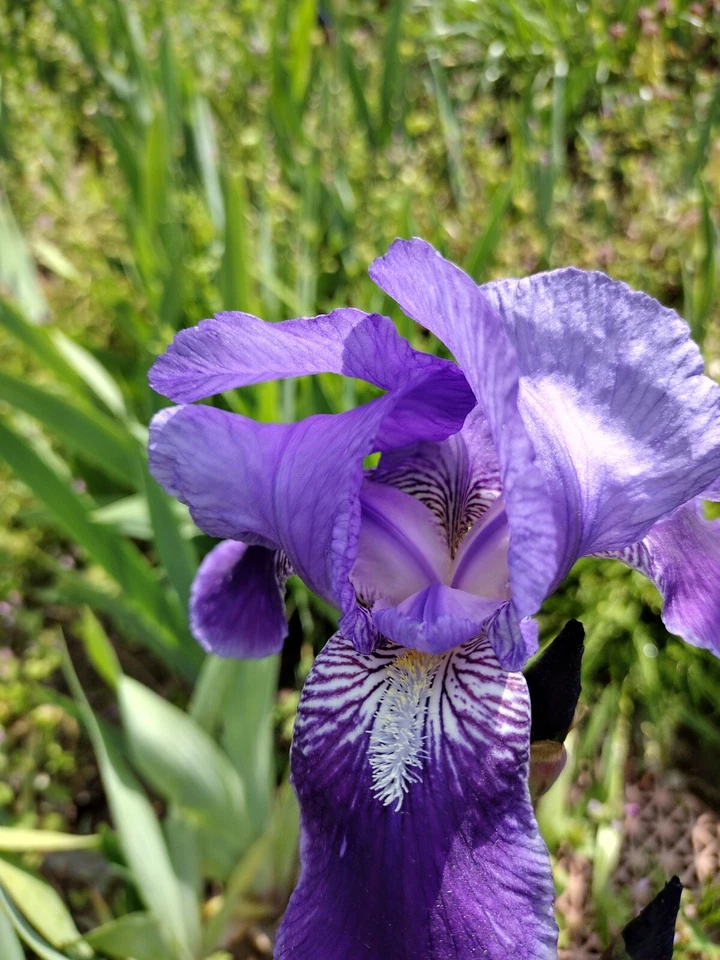 8  IRIS Rhizomes FREE SHIPPING - Image 4 of 4