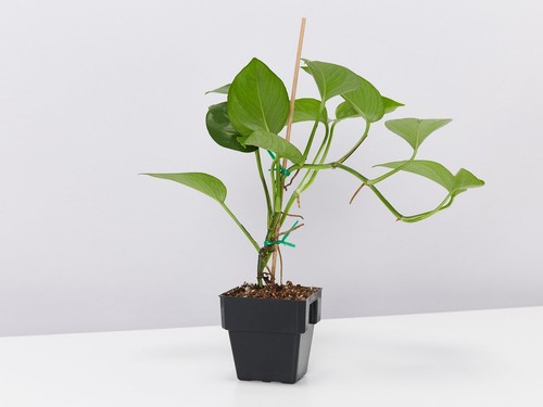 Green Jade Pothos Plant Box - Picture 4 of 6