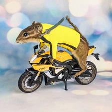 Kill Bill Motorcycle chipmunk Taxidermy oddity collectible display gift