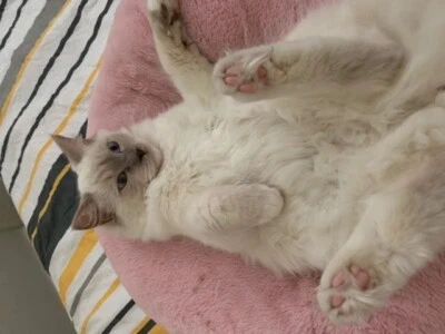 ragdoll cats gumtree