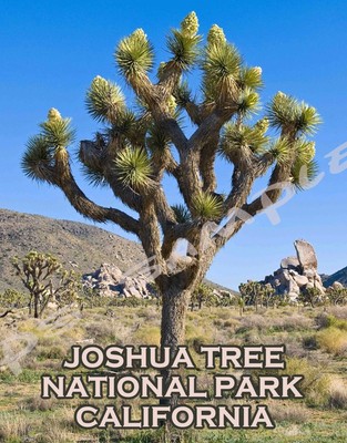 Joshua Tree National Park California Fridge Magnet Souvenir Magnet Kühlschrank
