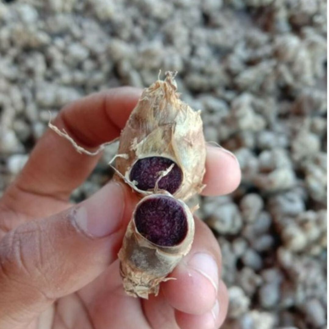 New 500g Black Ginger Plant Kaempferia Parviflora Krachai Dam Thai Herb Natural eBay