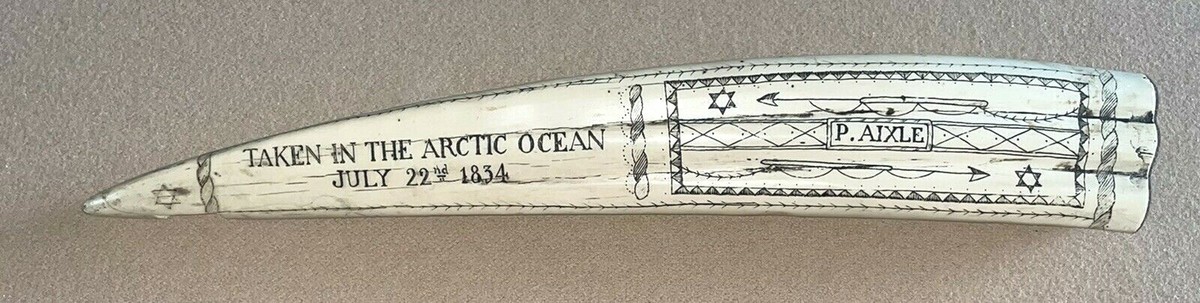 SCRIMSHAW REPLICA WALRUS TUSK P. AIXLE 