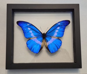 Morpho Helena | eBay
