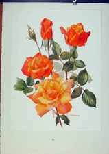 Original Old Antique Print Plate 19 Sutters GRoses Trechslin Bois 20th Century