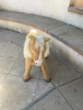 butterscotch horse furreal