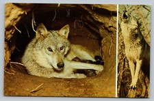 Timber Wold Female Laying With Her 7 Puppies Gray Wolf 70s Vintage Postcard