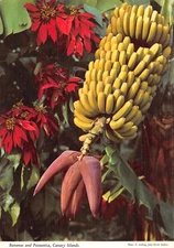 Spain ISLAS CANARIAS ISLANDS