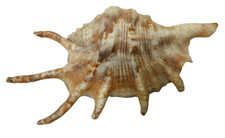VINTAGE SPIDER CONCH DECORATIVE ORNATE SEA SHELL