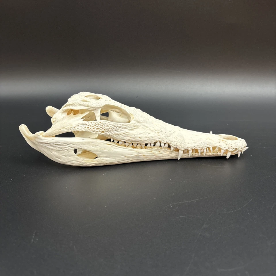 Krokodilschädel Crocodylus niloticus 25 cm! Cites Echtes Exemplar NEU - Bild 4 von 4